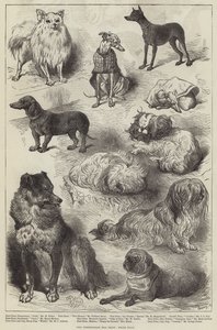 La exposición canina de Birmingham, perros premiados